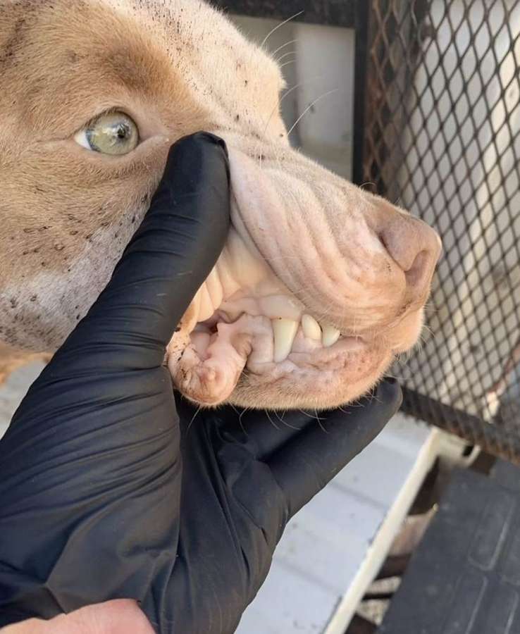Rescue dog