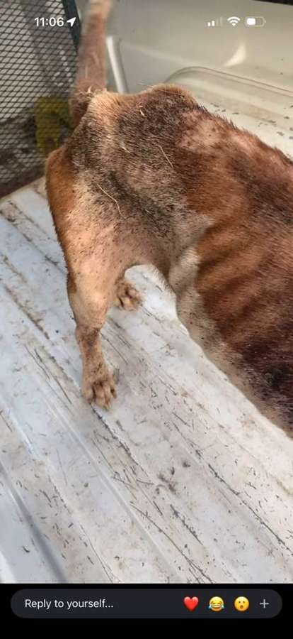 Rescue dog