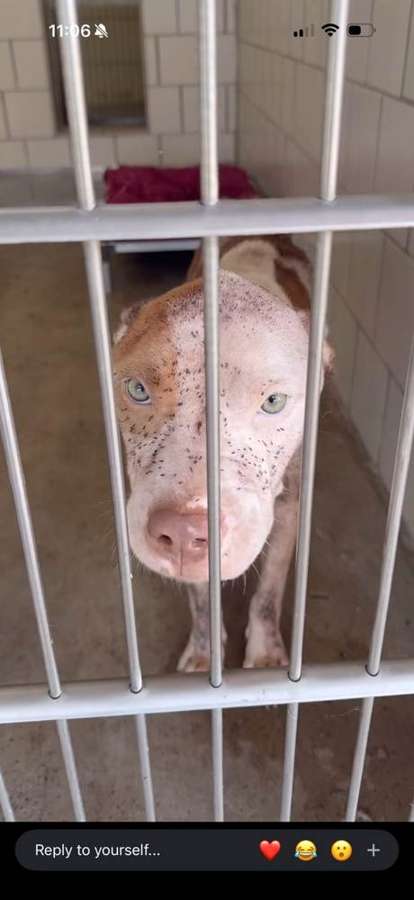 Rescue dog