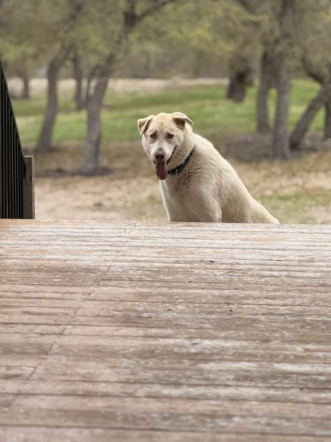 Rescue dog