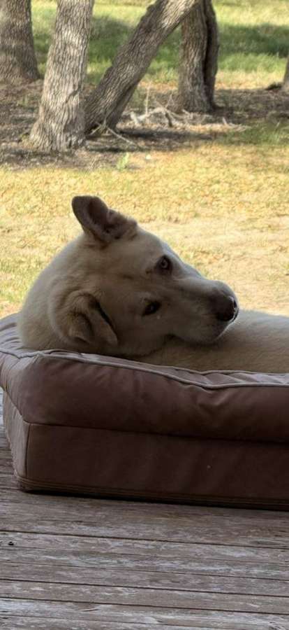 Rescue dog