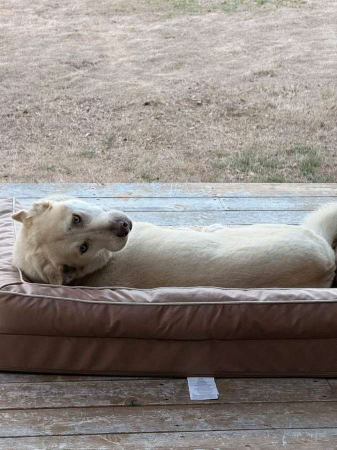 Rescue dog