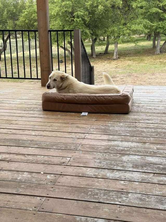Rescue dog