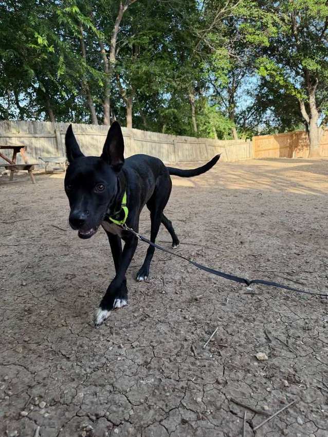 Rescue dog