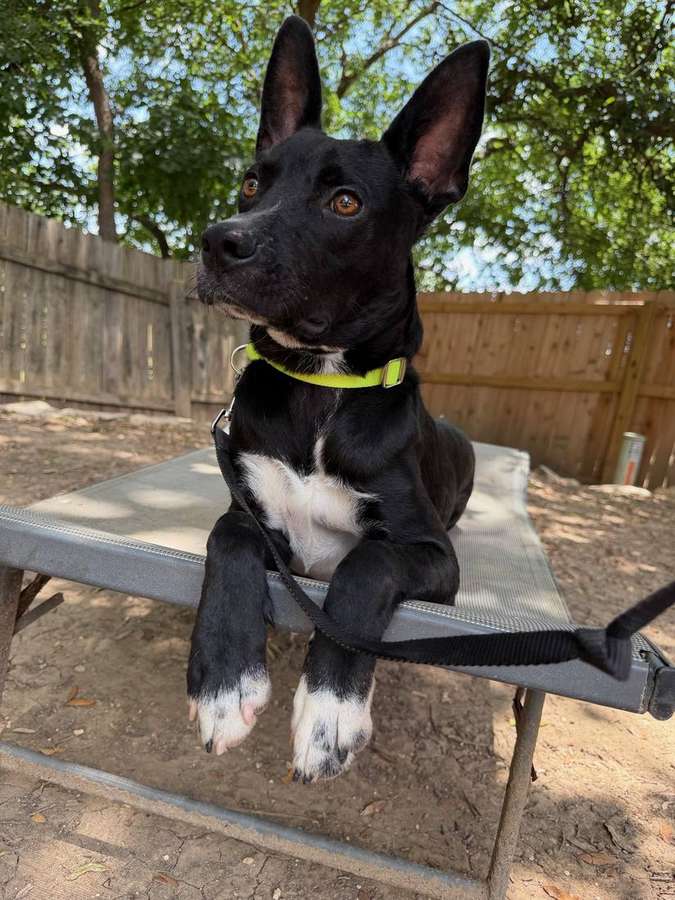 Rescue dog