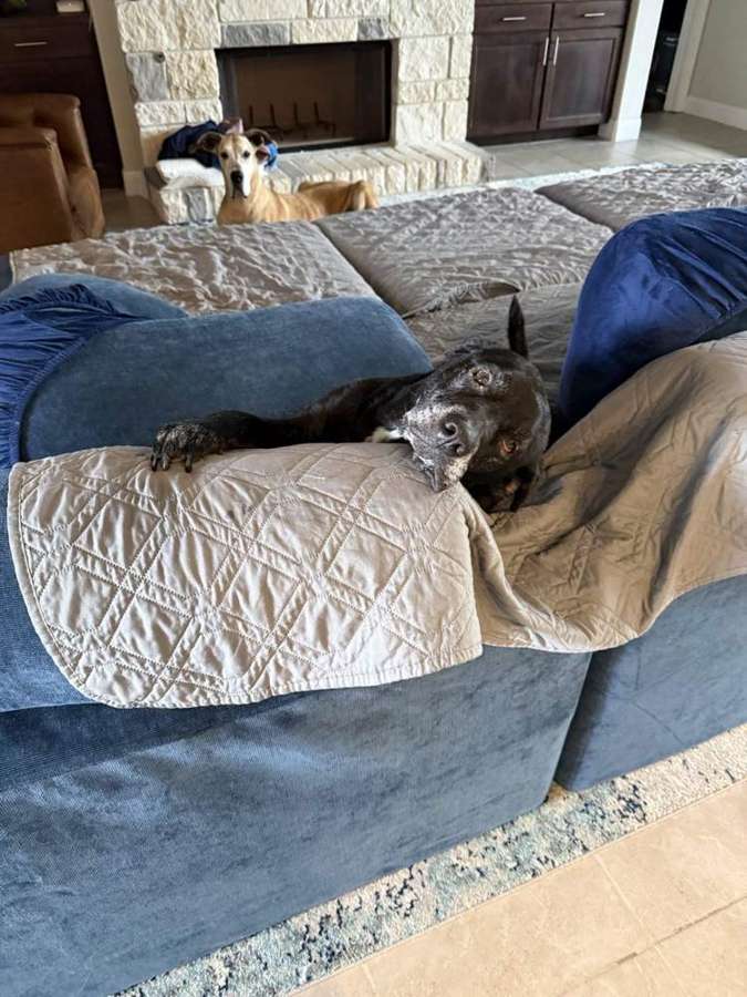 Rescue dog