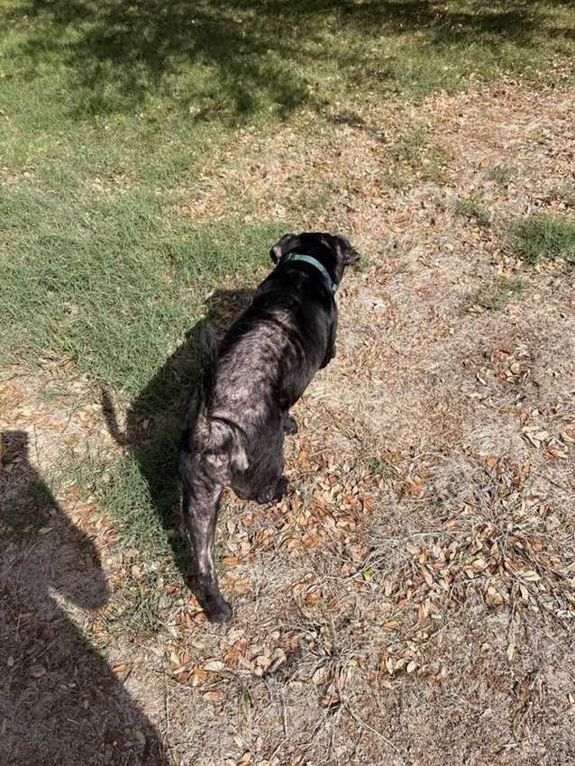 Rescue dog