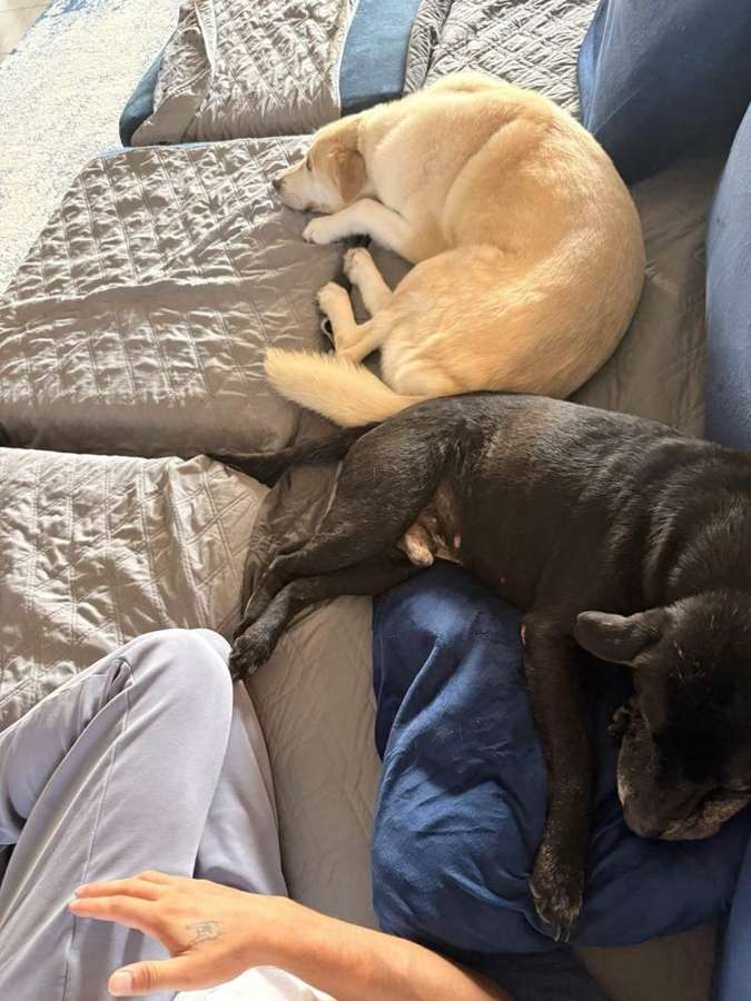 Rescue dog