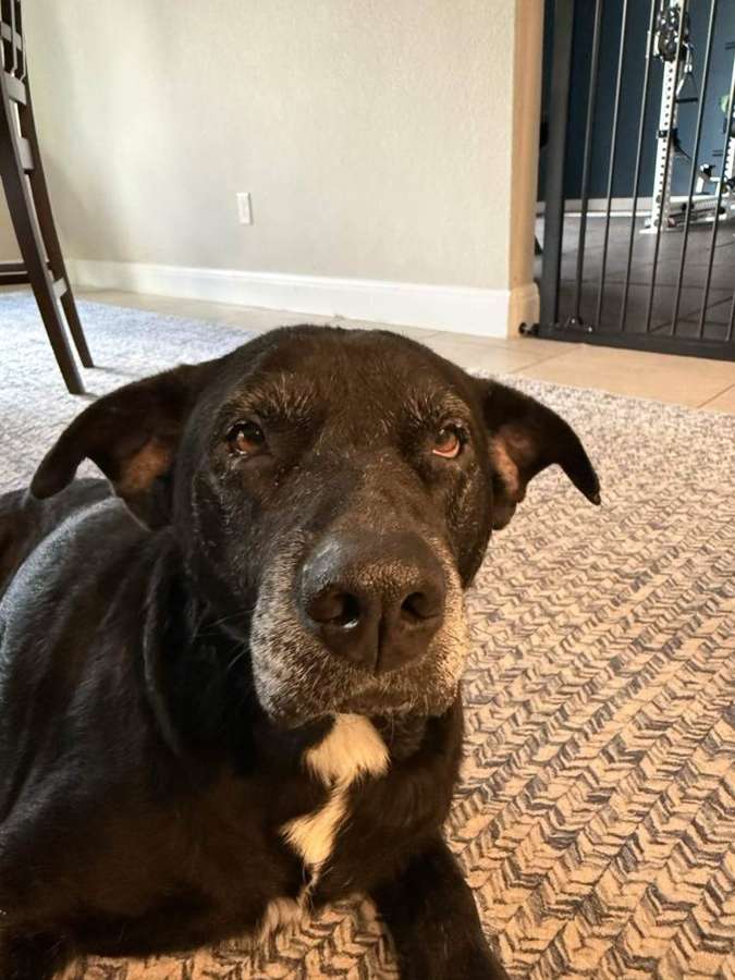 Rescue dog